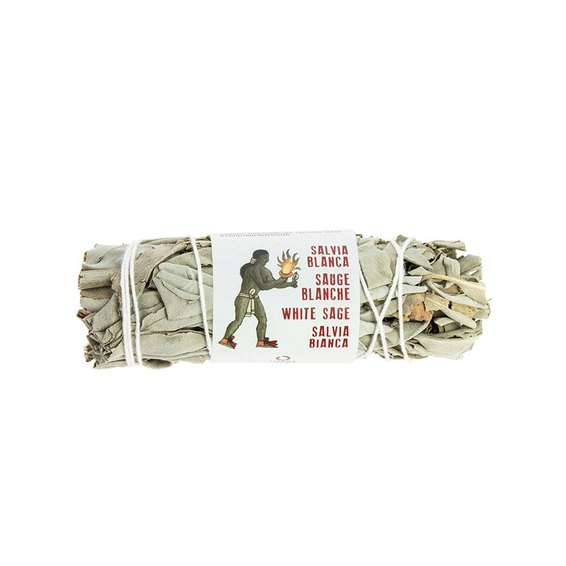 Sauge Blanche de Californie 8-10 cm Tierra Zen